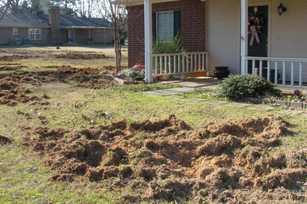 Photo by Billy Higginbotham/Texas AgriLife Extension Service                             A front yard at a residence in Texas furrowed by a “sounder” of wild hogs.