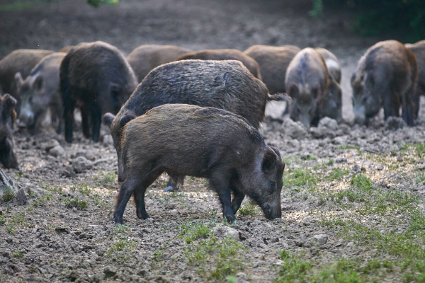 Cotton County have experienced property damage from feral swine. 