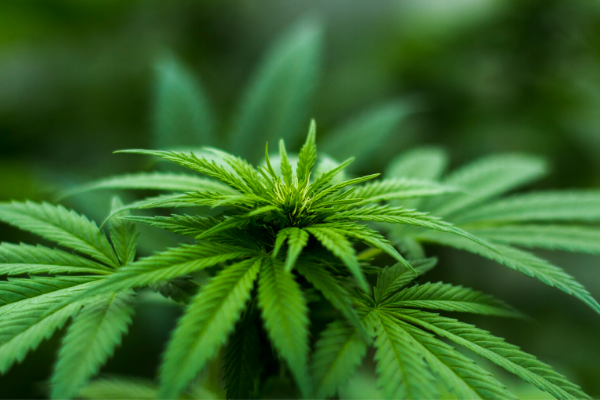 Group seeks to legalize adult use of marijuana in Oklahoma