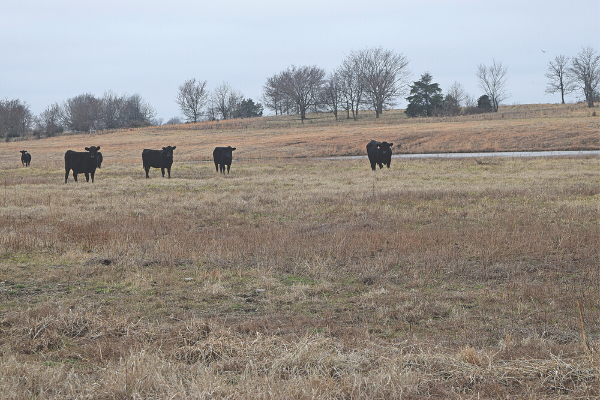 Cattle graze on a restored tract of land in eastern Oklahoma that previously was the site of an abandoned surface coal mine. Photo by Bryan Painter 