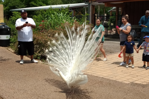 A peahen shows off her plumage to visitors at the Oklahoma City Zoo and Botanical Garden in May 2018. After closing Saturday, the zoo tentatively plans to reopen March 23.  Photo by Bryan M. Richter