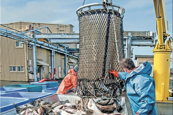  Pandemic hit seafood industry hard