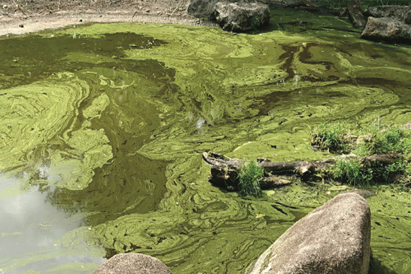Oklahoma has long battled problems caused by blue-green algae. Many of the state’s large lakes, including Grand Lake and Tenkiller, are forced to limit swimming and public access to the water when algae blooms are present.