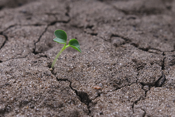 Crop report: Drought conditions worsening; small grains down