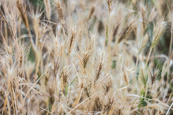 Small grain harvest below normal