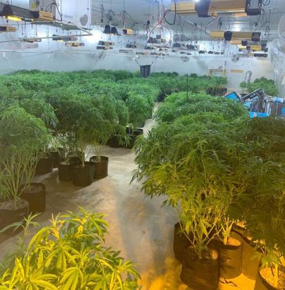 These are some of the marijuana plants seized Tuesday in a multiagency raid on nine farms and three residences in Oklahoma. Photos provided by the OBNDD.