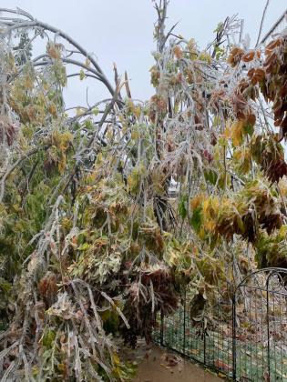 A purple ash tree was destroyed by ice in the February 2021 winter storm that paralyzed Oklahoma.MIKE W. RAY | SOUTHWEST LEDGER
