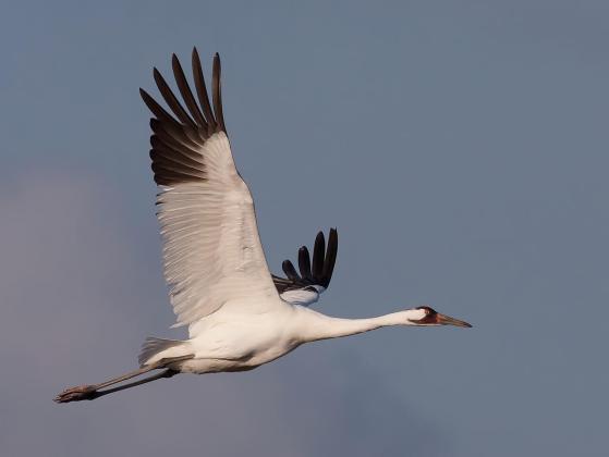 An adult whooping crane is shown in flight. PROVIDED
