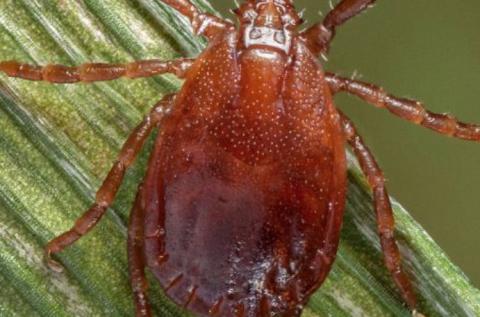 Asian longhorned tick (Haemaphysalis longicornis)