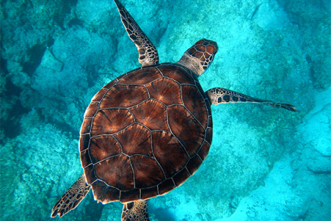 Sea Turtle 