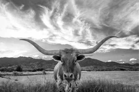 The Texas Longhorn Breeders Association of America begins its fifth consecutive year at the Comanche County Fairgrounds Oct. 4-5, 2019. More than 215 Texas Longhorns will be on-site in Lawton for the premier measuring event for the breed. 
