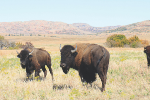 Bison at the Wichita Mountains Wildlife Refuge.