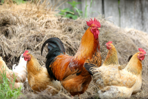 Backyard Chickens 