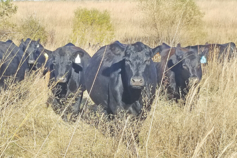 Oklahoma delegation supports signing of trade deal with agriculture impacts