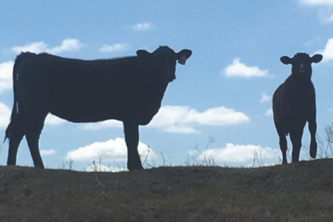 In mid-February local cattle were selling at close to $1.40 per pound. Now, just one month later, the market is sitting at about $1.10 per pound. Ledger photo by Lisa Carroll