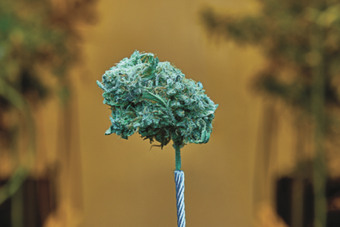 Several states where marijuana is legal, such as California and Washington, deemed pot shops and workers in the market’s supply chain essential. The emphasis has been on the drug’s medicinal uses. Ledger photo by Chris Martin