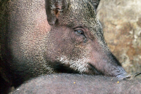 Feral hogs