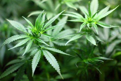 State Senate votes to reset part of SQ 780