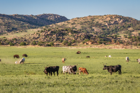 Wichita Mountains Wildlife Refuge 