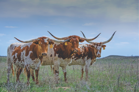 Photo provided Texas longhorn cattle in range land on the Oklahoma Panhandle.