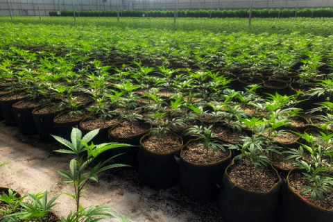 Use Taxes Replacing Sales Taxes, But Marijuana Sales Remain High