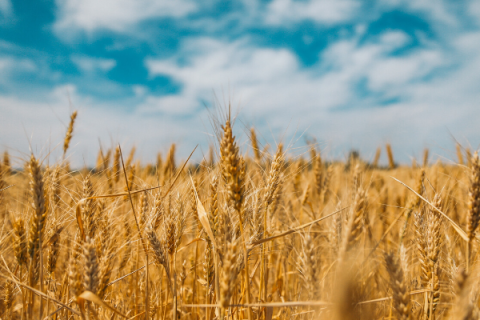 Wheat farmers