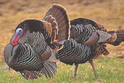 Oklahoma Department of Wildlife Conservation