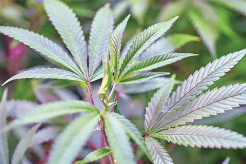 Medical Marijuana Sales