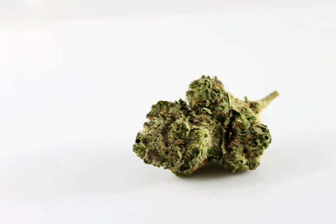 State’s Rx pot testing lacks oversight, enforcement