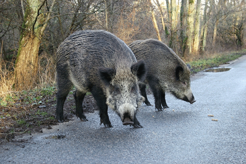 Wild hogs