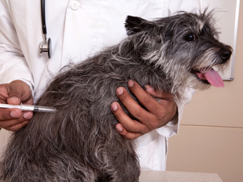 Vaccines stops the spread of rabies 