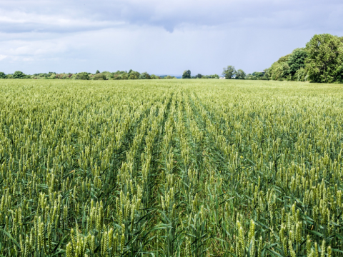 Crop Report