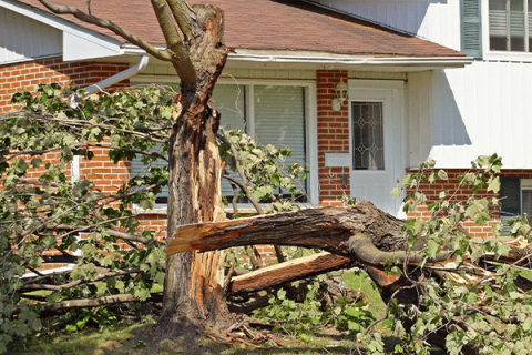 Lawton offers free dumping for trees, branches