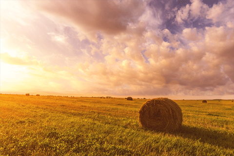 Crop report