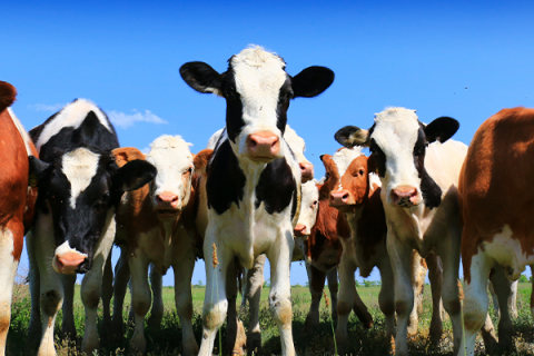 Calf mutilations puzzle, concern police, citizens