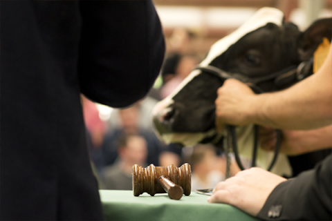 House bill would set reforms to cattle markets
