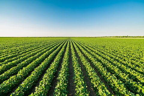 Oklahoma Crop Report