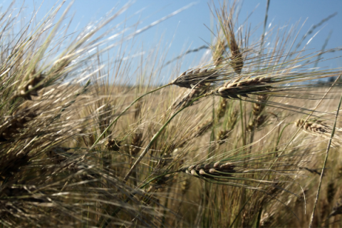 Oklahoma Crops 