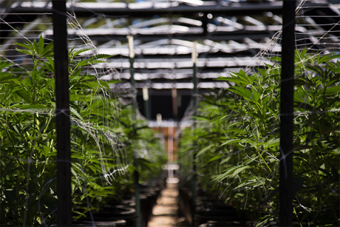 New Texas plant will benefit Okla. hemp farmers