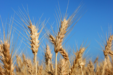 Crop Report