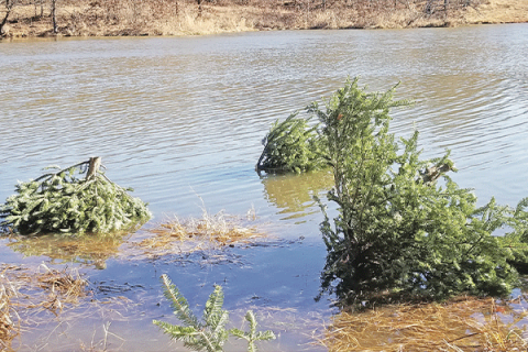 This cut- up balsam evergreen Christmas tree ended up in a Lincoln County pond recently where it will be placed in deeper waters and provide a haven for freshwater fish and other life. Ledger photo by Andrew W. Griffin 