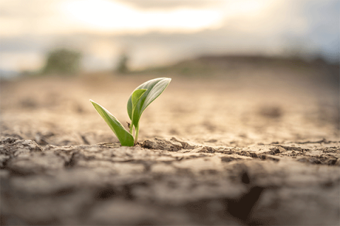 January crop report
