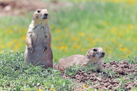 Prairie dogs at the Wichita Mountains Wildlife Refuge.