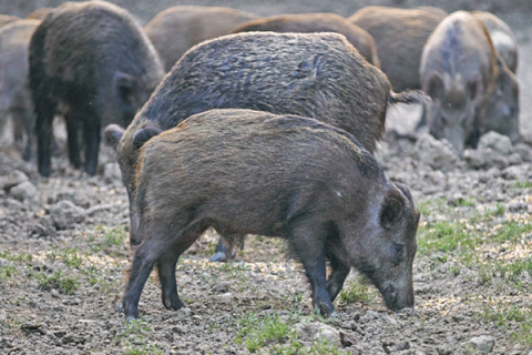 Feral hog