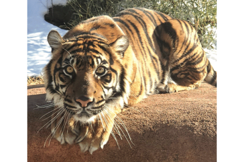 Oklahoma City Zoo and Botanical Garden photo One of Oklahoma Zoo'a Sumatran Tigers 
