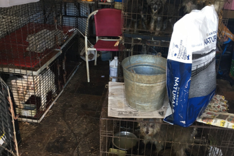 This is an example of the squalid conditions in which the Stephens County Humane Society found 168 animals during a murder investigation in Marlow recently.  Photo courtesy of the Stephens County Humane Society
