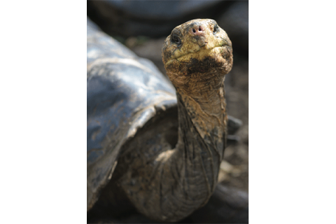 Ex-OKC Zoo worker admits selling endangered tortoises
