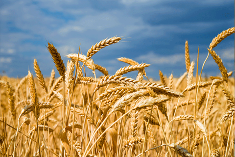 Jointing winter wheat crop above normal