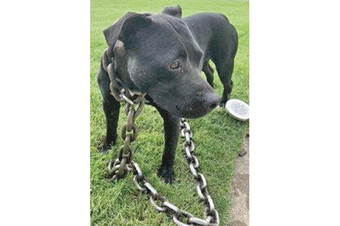 This dog, found last summer with a large chain padlocked around its neck, prompted Rep. Mickey Dollens to file House Bill 1580 in the Oklahoma Legislature this year.