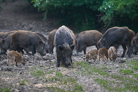 Feral swine